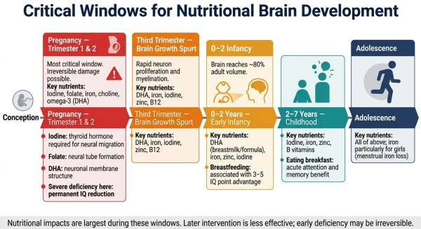 Timeline showing critical windows of brain development and which nutrients are most important during each period from pregnancy through adolescence