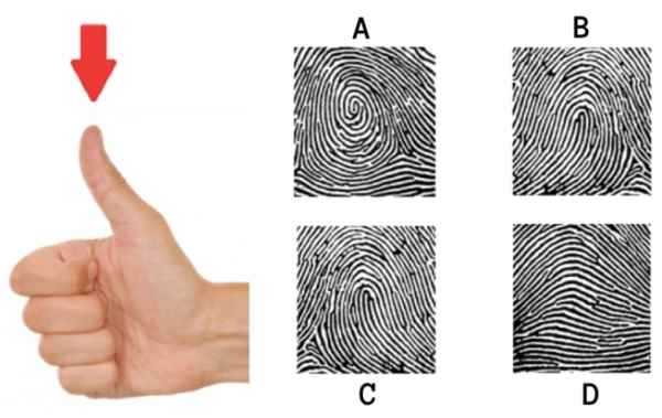 DMIT Test – Fingerprint-based multiple intelligence analysis