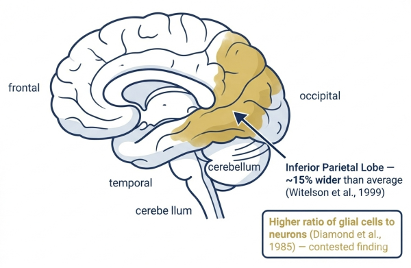 Einstein's brain research — inferior parietal lobe wider than average, denser neuroglia