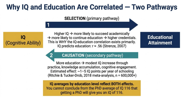 Diagram explaining the selection versus causation question in IQ and education showing both pathways operate simultaneously