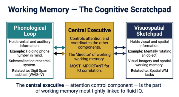 Diagram of working memory as a cognitive scratchpad showing its components phonological loop visuospatial sketchpad and central executive